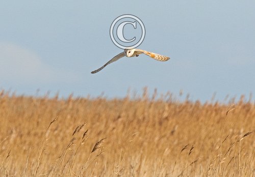 Barn Owl in Flight DM0896